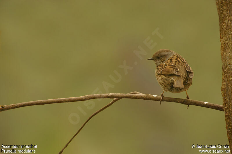 Dunnock