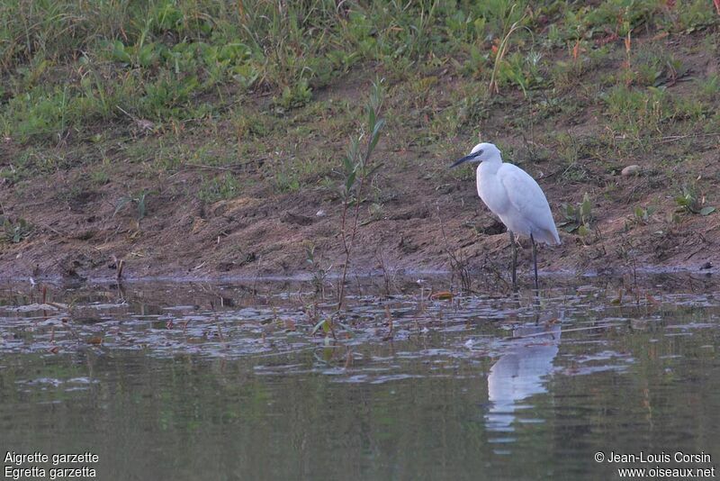 Little Egret