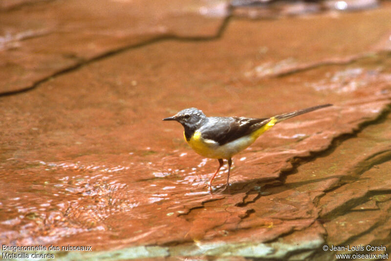 Grey Wagtail