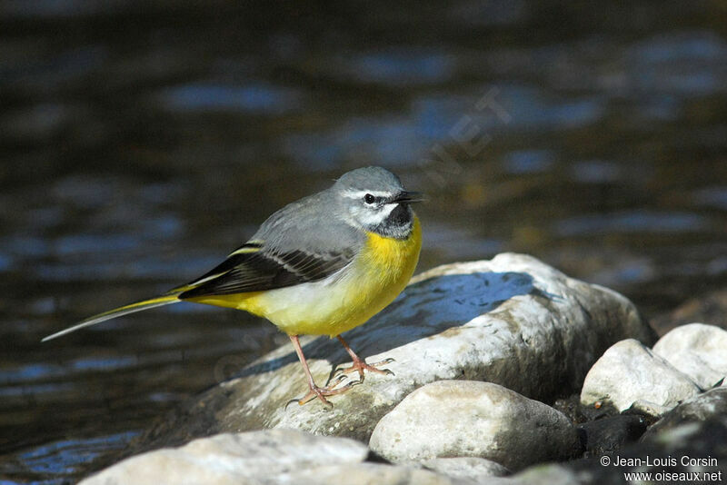 Grey Wagtail male