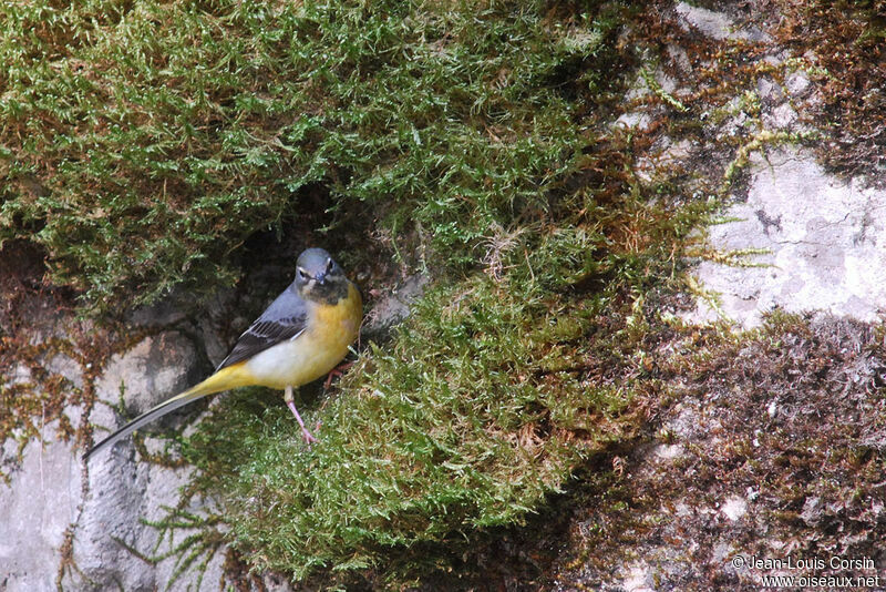 Bergeronnette des ruisseaux mâle