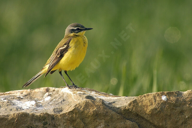 Western Yellow Wagtail