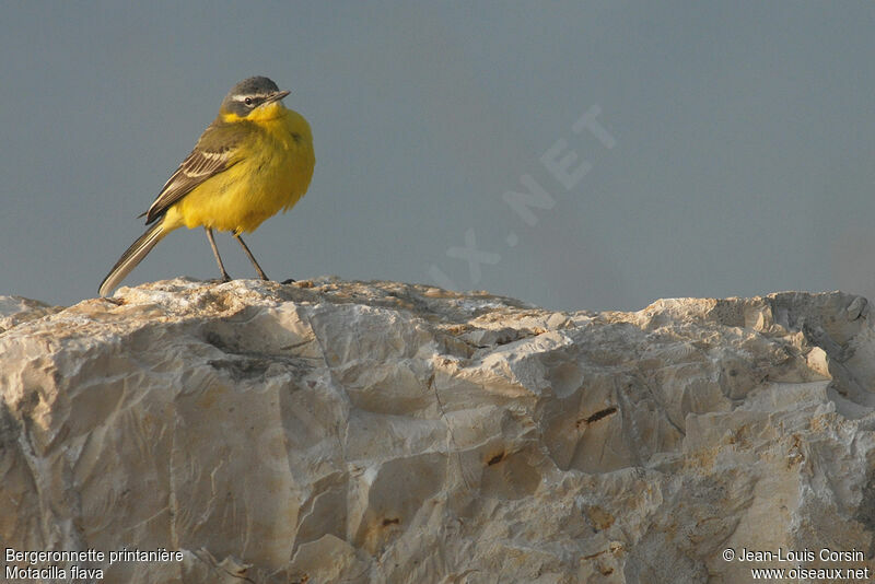 Western Yellow Wagtail