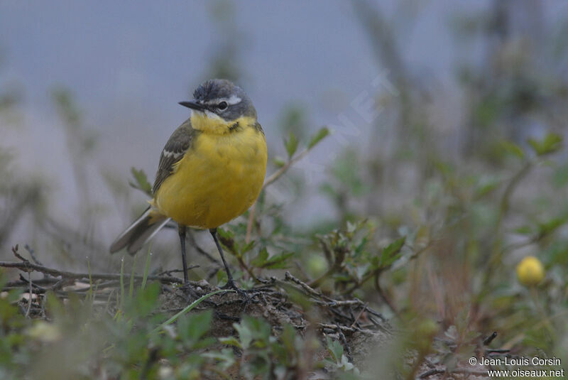 Western Yellow Wagtail