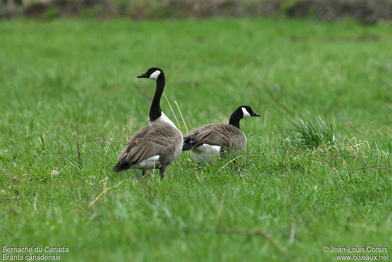 Canada Goose