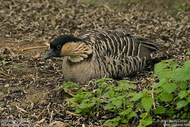 Nene