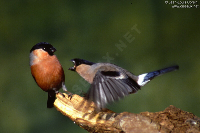 Eurasian Bullfinch adult post breeding