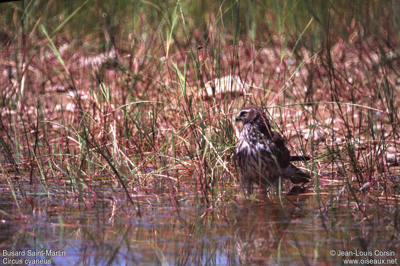 Hen Harrier