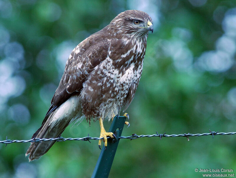 Common Buzzard