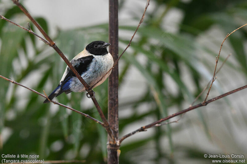 Black-headed Tanageradult