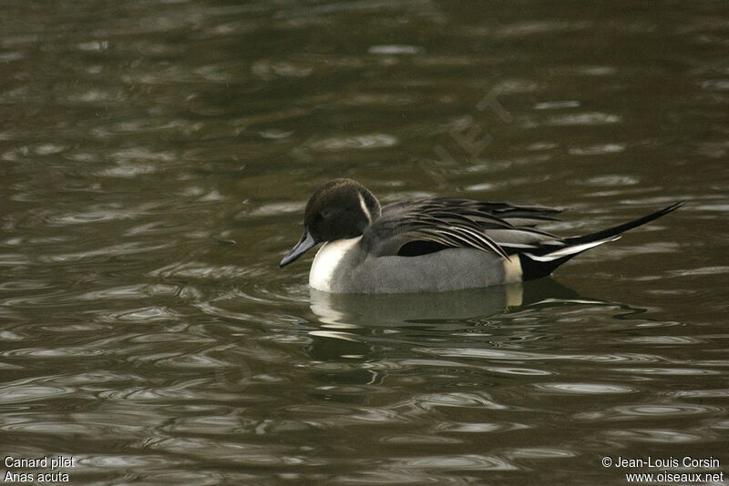 Canard pilet