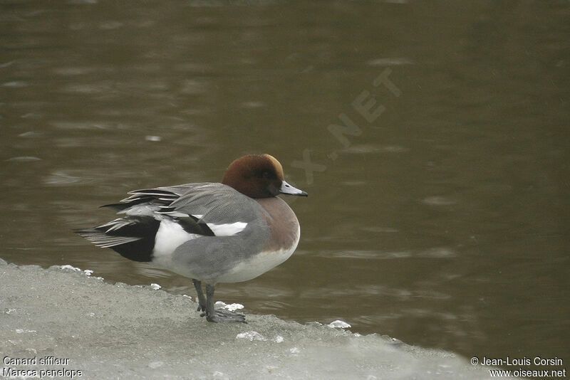 Canard siffleur