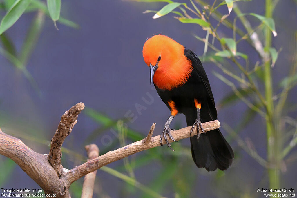 Scarlet-headed Blackbird