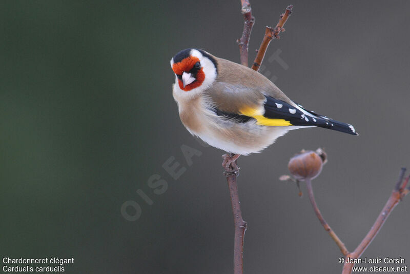 European Goldfinch