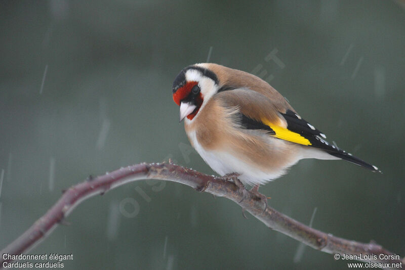 European Goldfinch