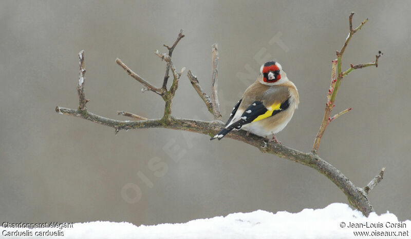 European Goldfinch