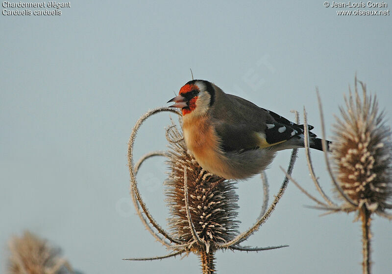 European Goldfinch