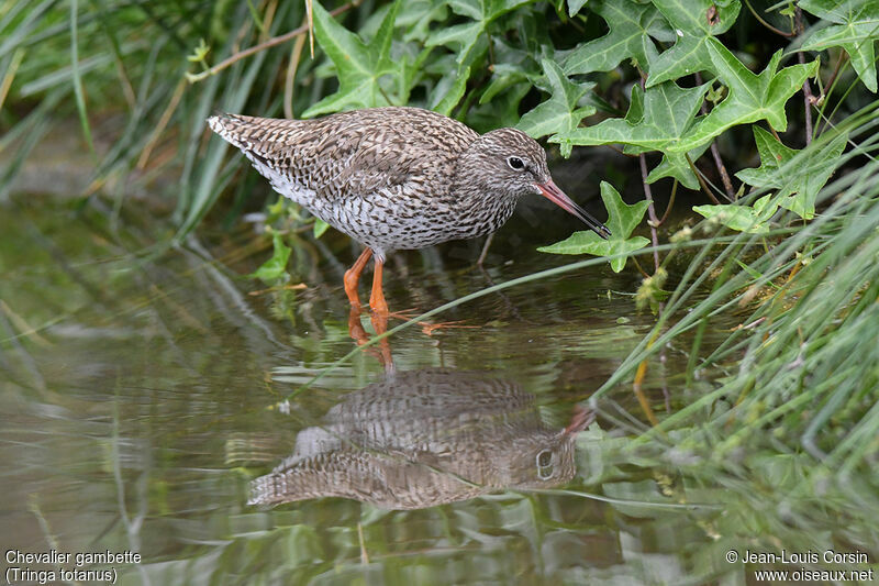 Common Redshankadult