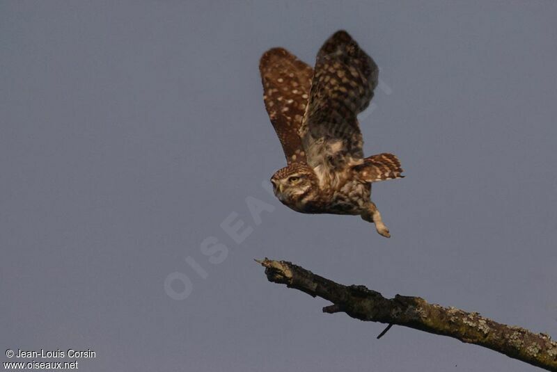 Little Owl