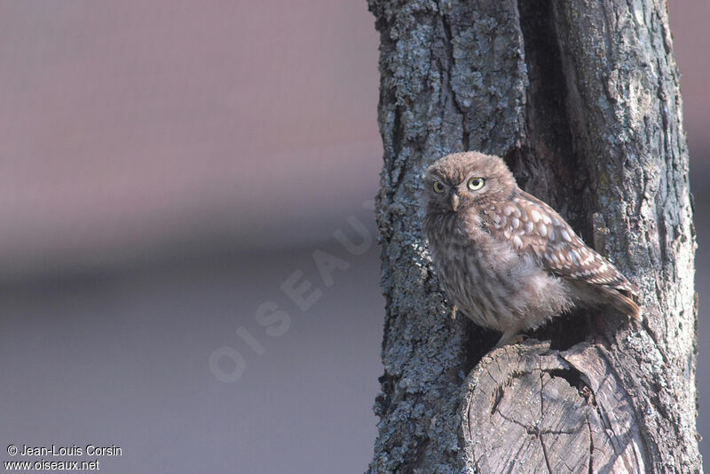 Little Owl