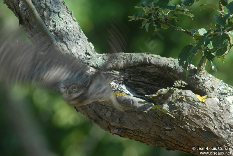 Little Owl