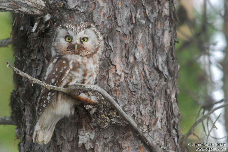 Boreal Owl