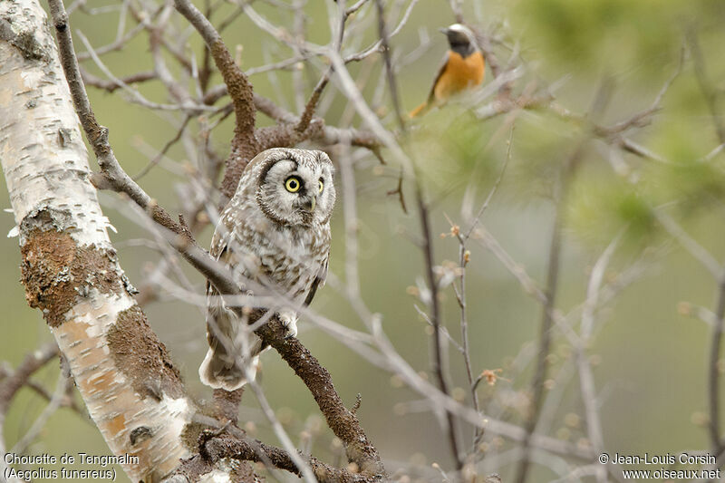 Boreal Owl