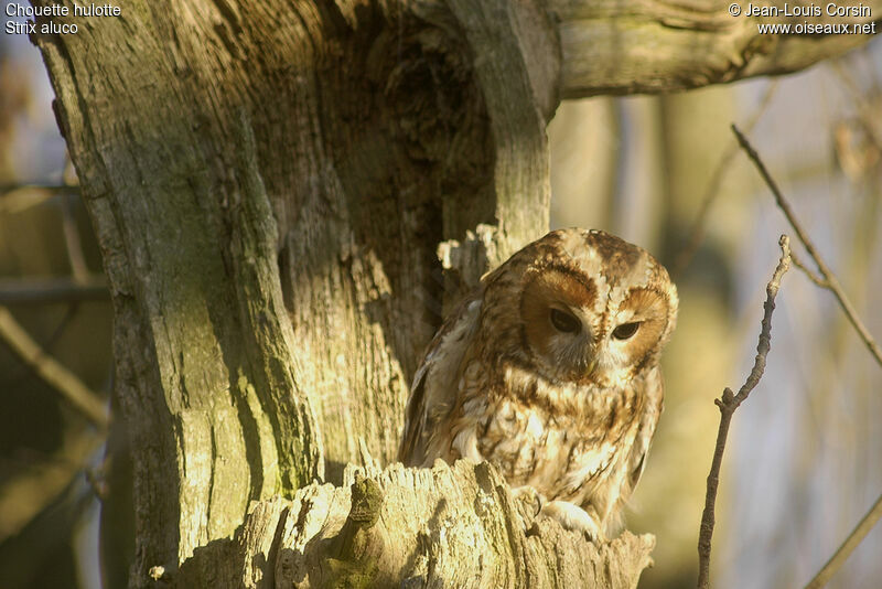 Tawny Owl