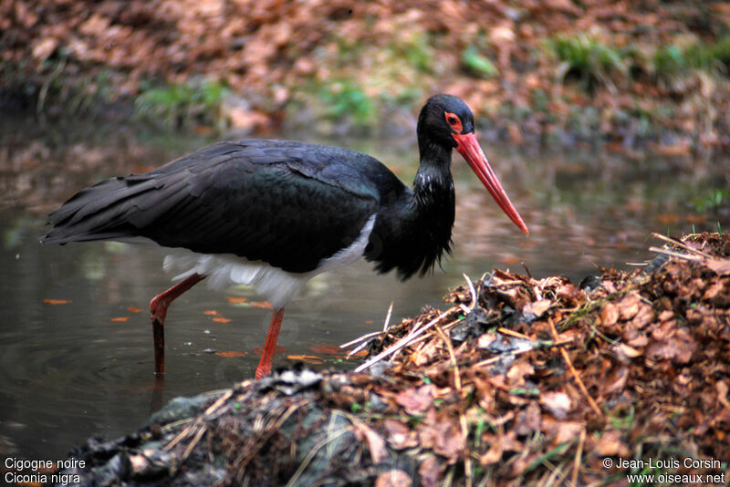 Cigogne noireadulte