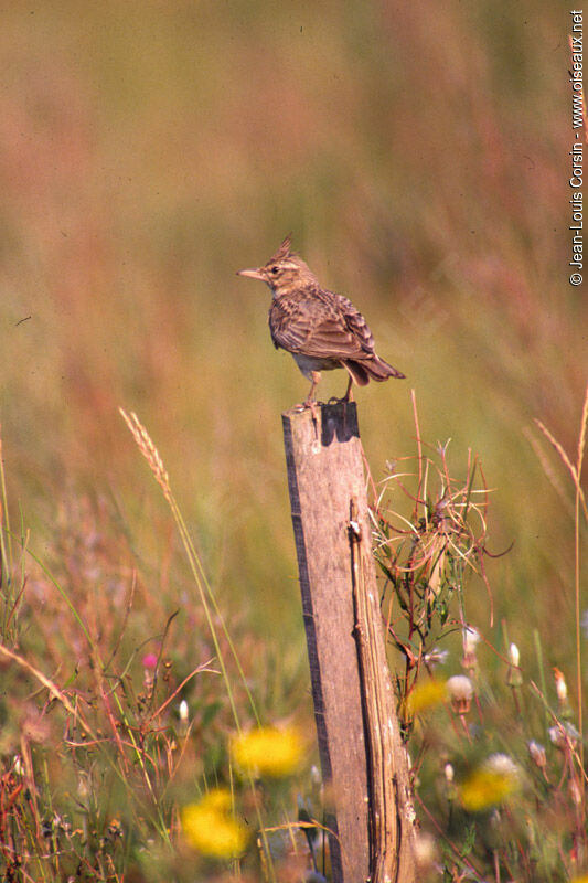 Cochevis huppé