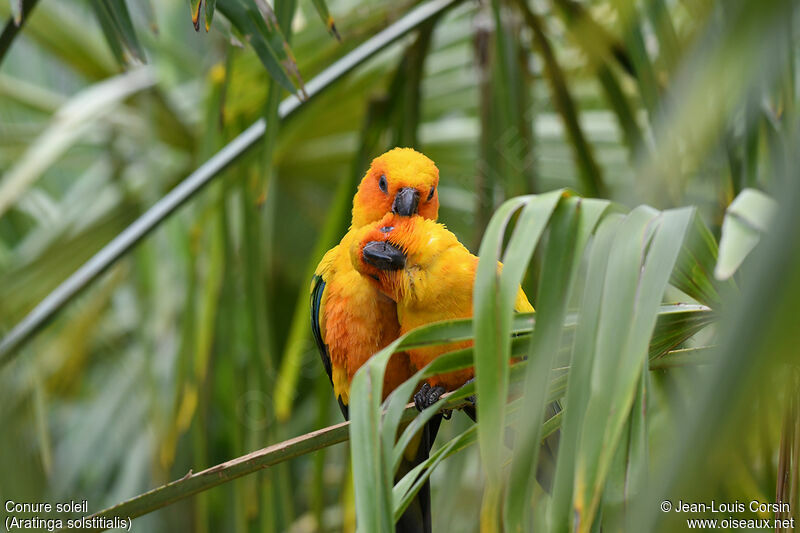 Sun Parakeetadult