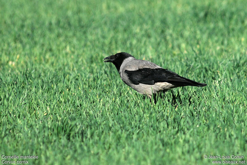 Hooded Crow