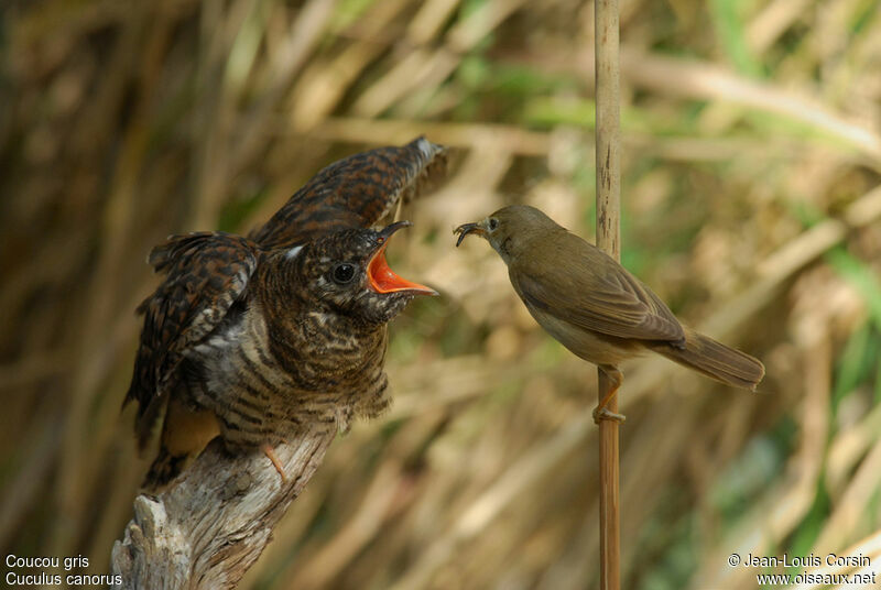 Common Cuckoojuvenile, parasitic reprod.