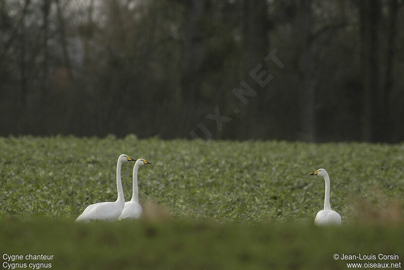 Whooper Swan