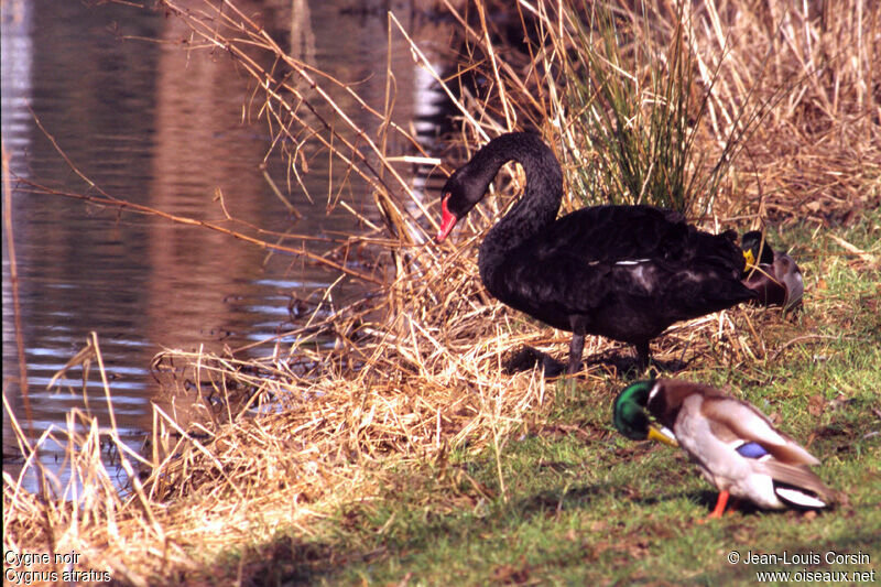 Black Swan