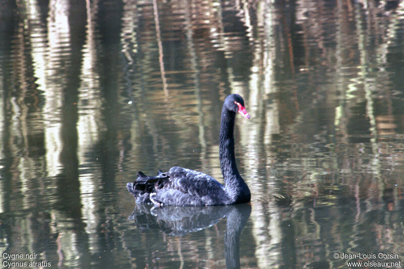 Cygne noir