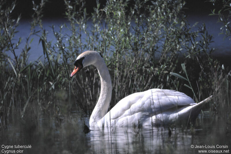 Mute Swan