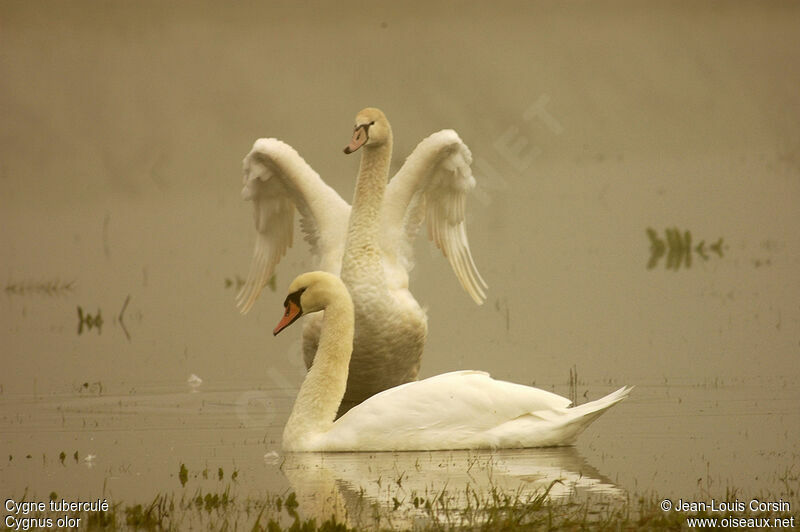 Cygne tuberculé