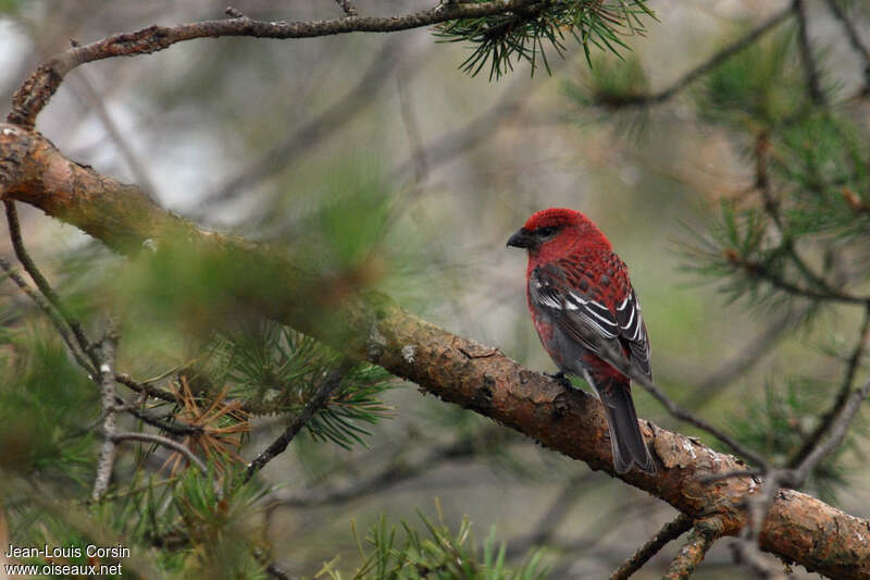 Pine Grosbeak male adult, habitat, pigmentation