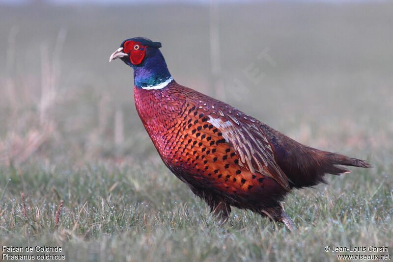 Common Pheasant