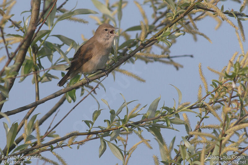 Garden Warbler