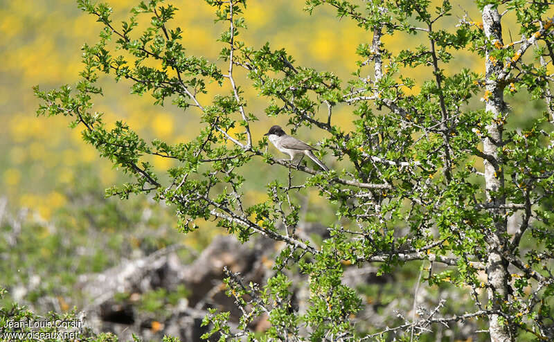 Western Orphean Warbleradult, habitat