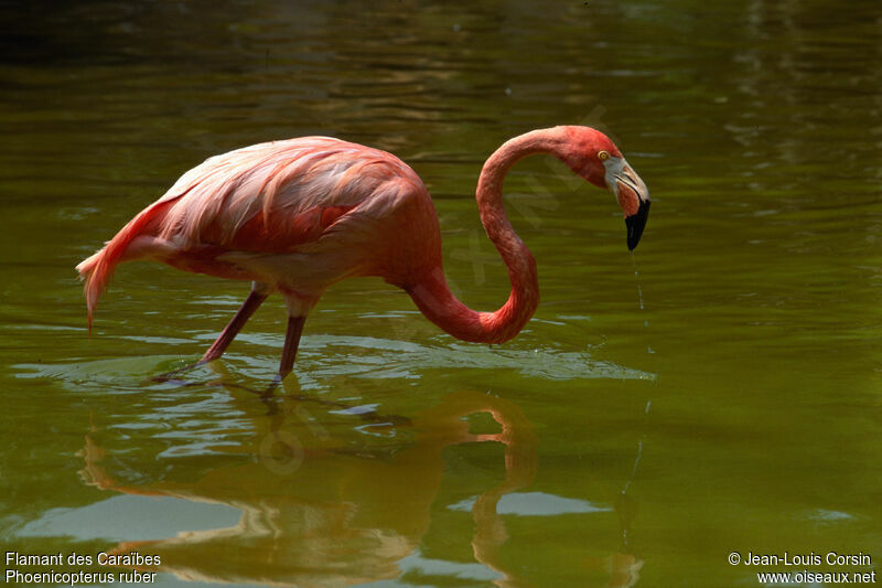 Flamant des Caraïbes