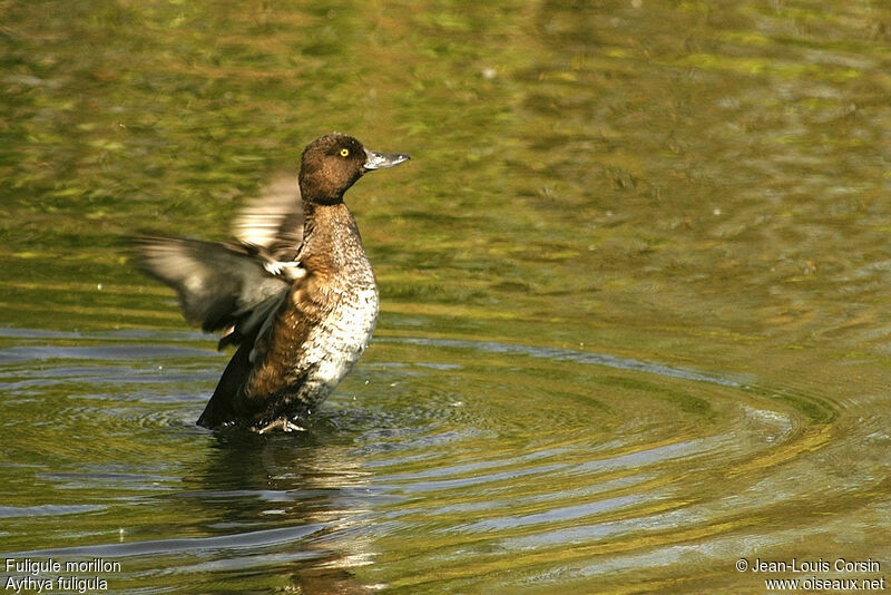 Tufted Duck female adult