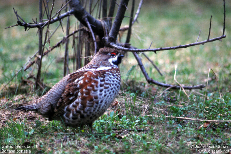 Hazel Grouse