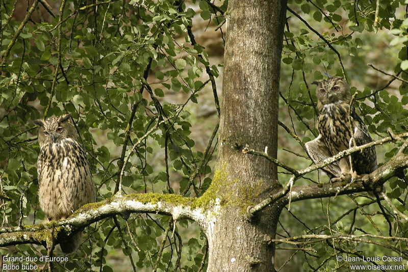 Eurasian Eagle-Owl