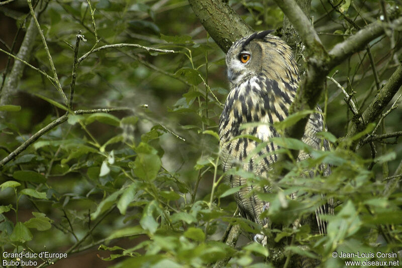 Eurasian Eagle-Owl