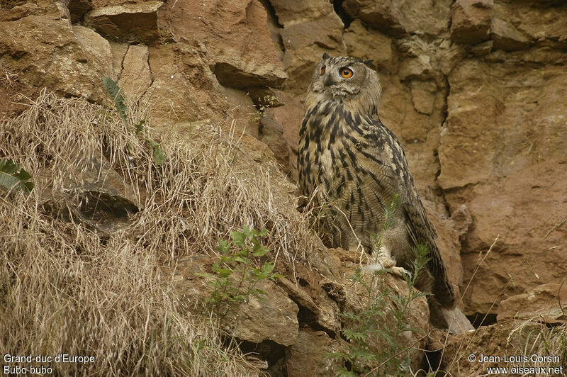 Eurasian Eagle-Owl