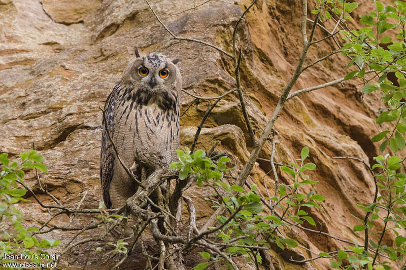 Grand-duc d'Europe, habitat