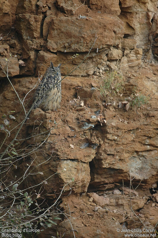 Eurasian Eagle-Owl